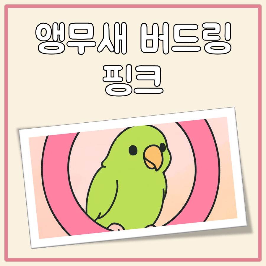앵무새버드링핑크